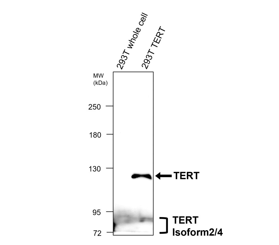 IR356-2 anti-TERT antibody WB image IR356-2 anti-TERT antibody WB image