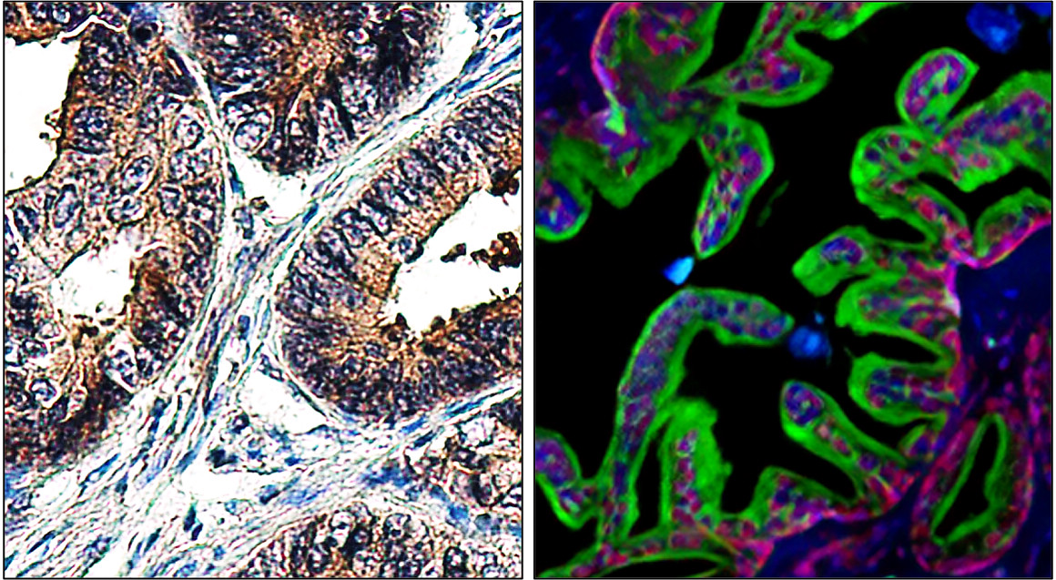 IRM003 anti-LAMP2 / CD107b monoclonal antibody IHC image IRM003 anti-LAMP2 / CD107b monoclonal antibody IHC image