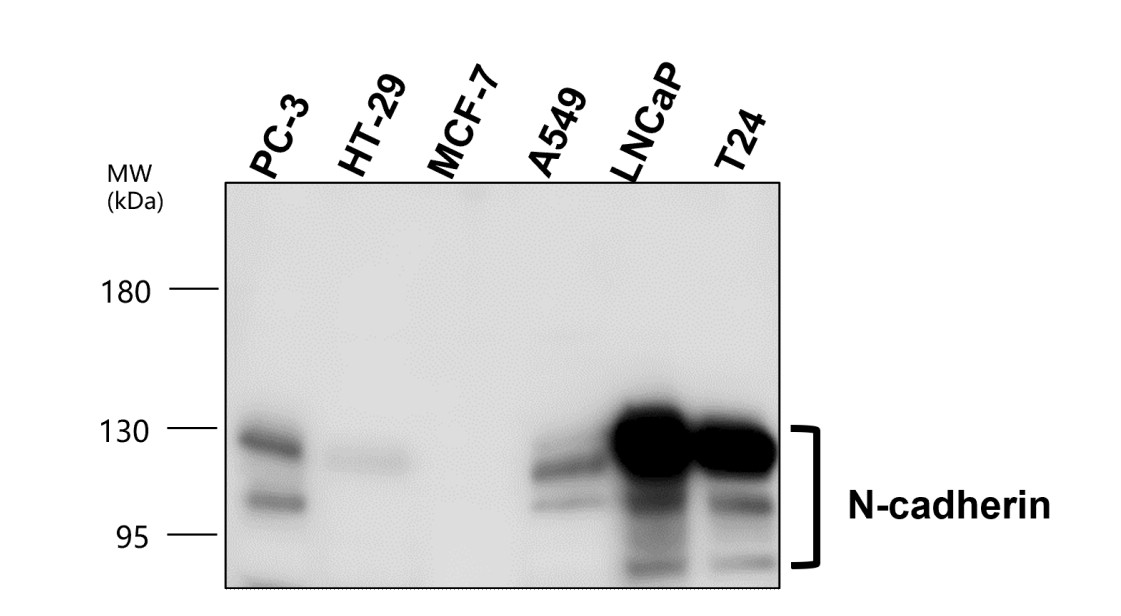 N-cadherin antibody N-cadherin antibody