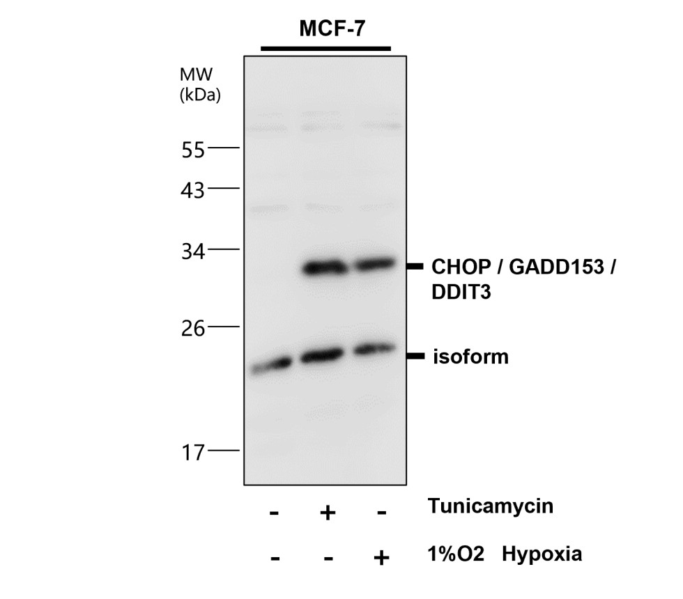 CHOP antibody CHOP antibody
