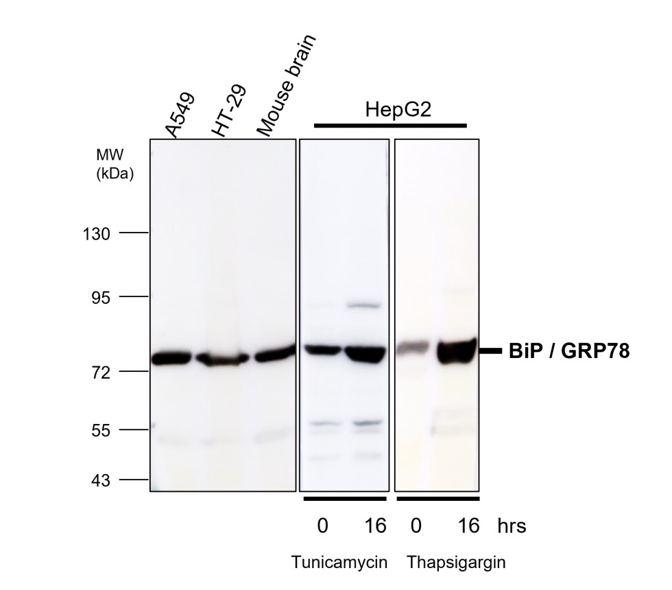 BiP / GRP78 antibody BiP / GRP78 antibody