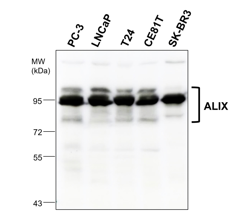 ALIX antibody ALIX antibody