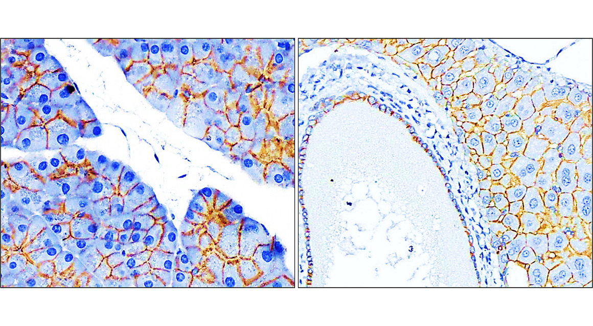 IR49-149 anti-Beta Catenin antibody_Mouse tissue IHC image