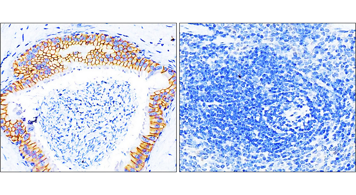 IR49-149 anti-Beta Catenin antibody_Mouse tissue IHC image
