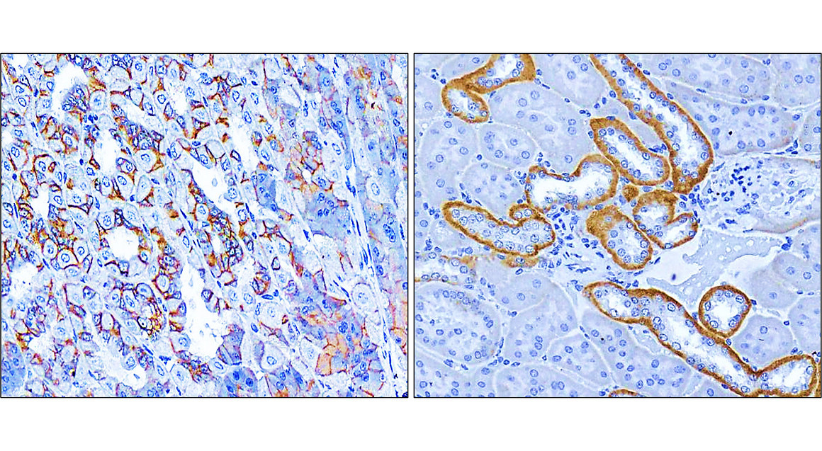 IR49-149 anti-Beta Catenin antibody_Mouse tissue IHC image