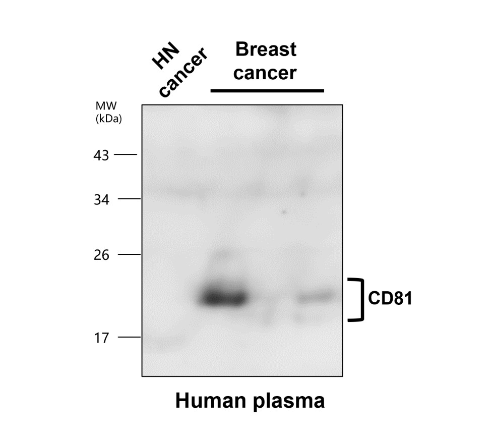 CD81 antibody