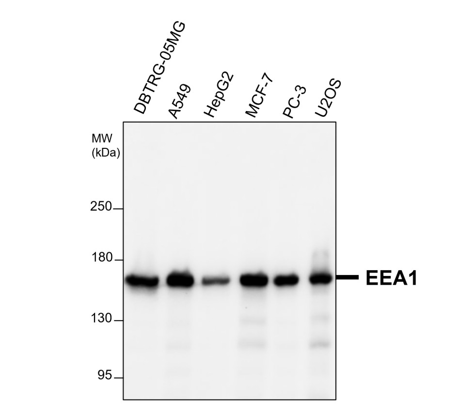 EEA1 antibody EEA1 antibody