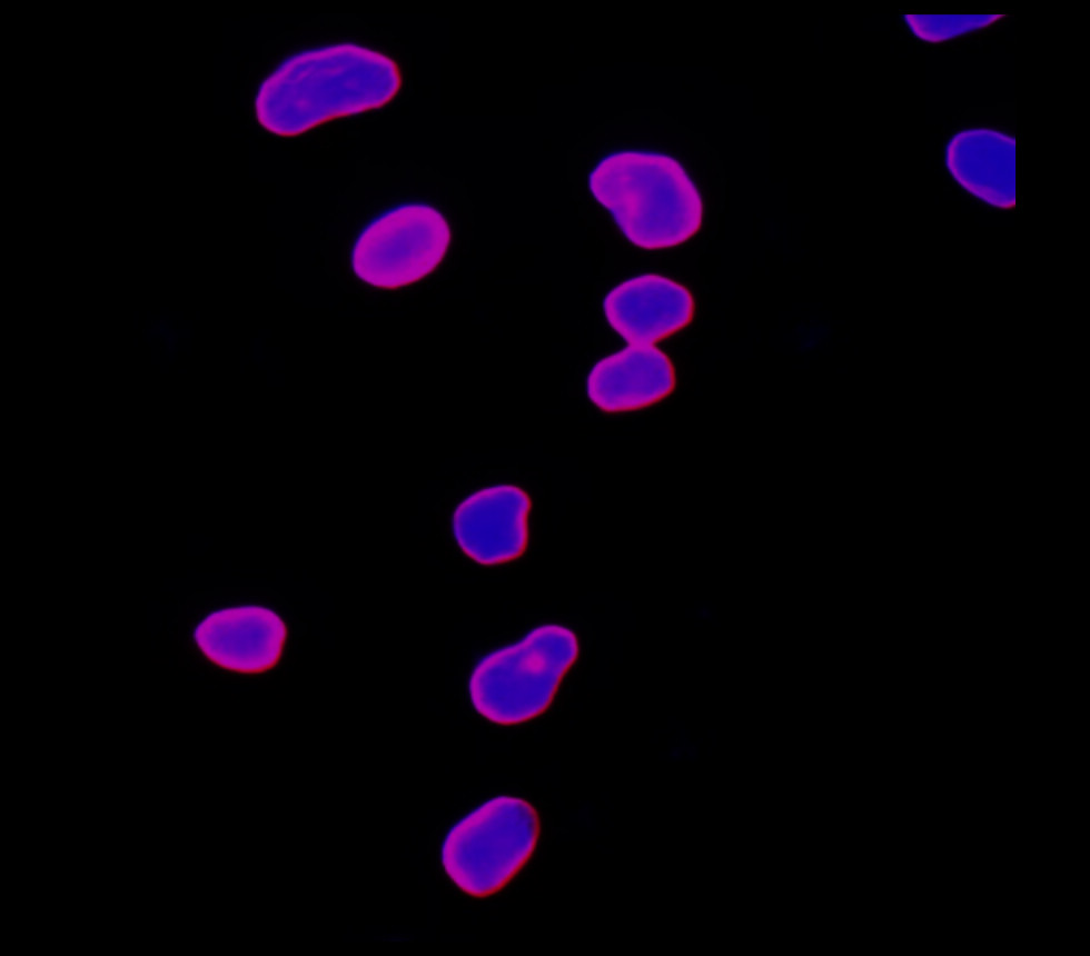 Lamin B1 antibody Lamin B1 antibody
