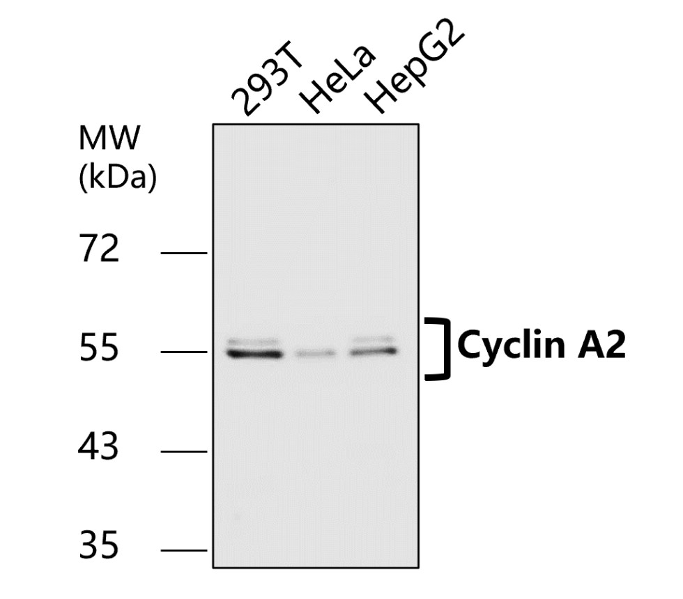 Cyclin A2 antibody Cyclin A2 antibody