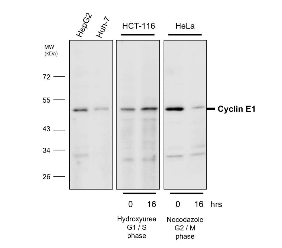 Cyclin E1 antibody Cyclin E1 antibody