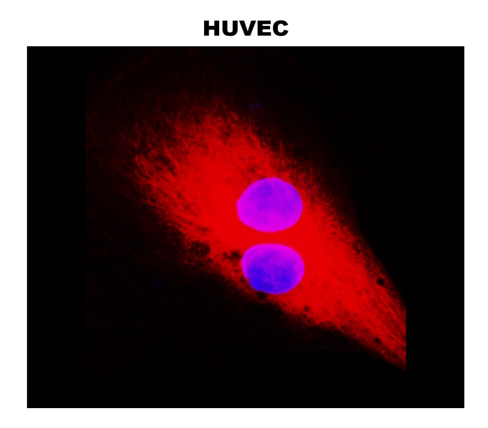 Beta-tubulin antibody Beta-tubulin antibody
