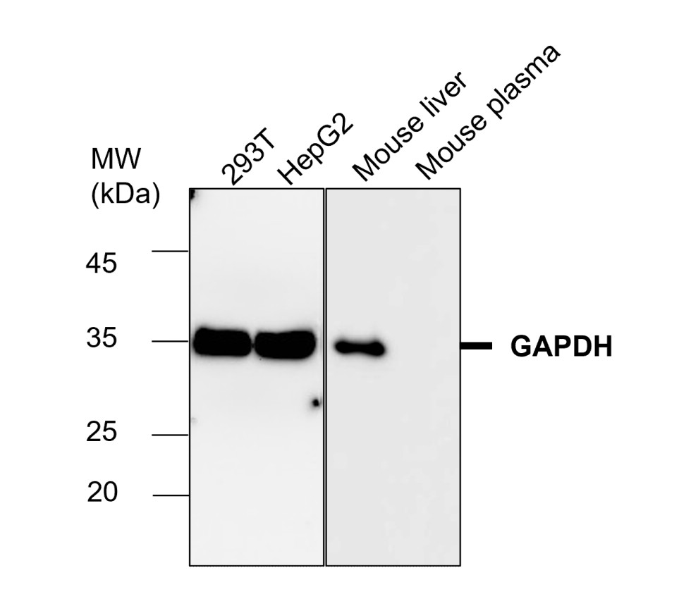 GAPDH antibody GAPDH antibody