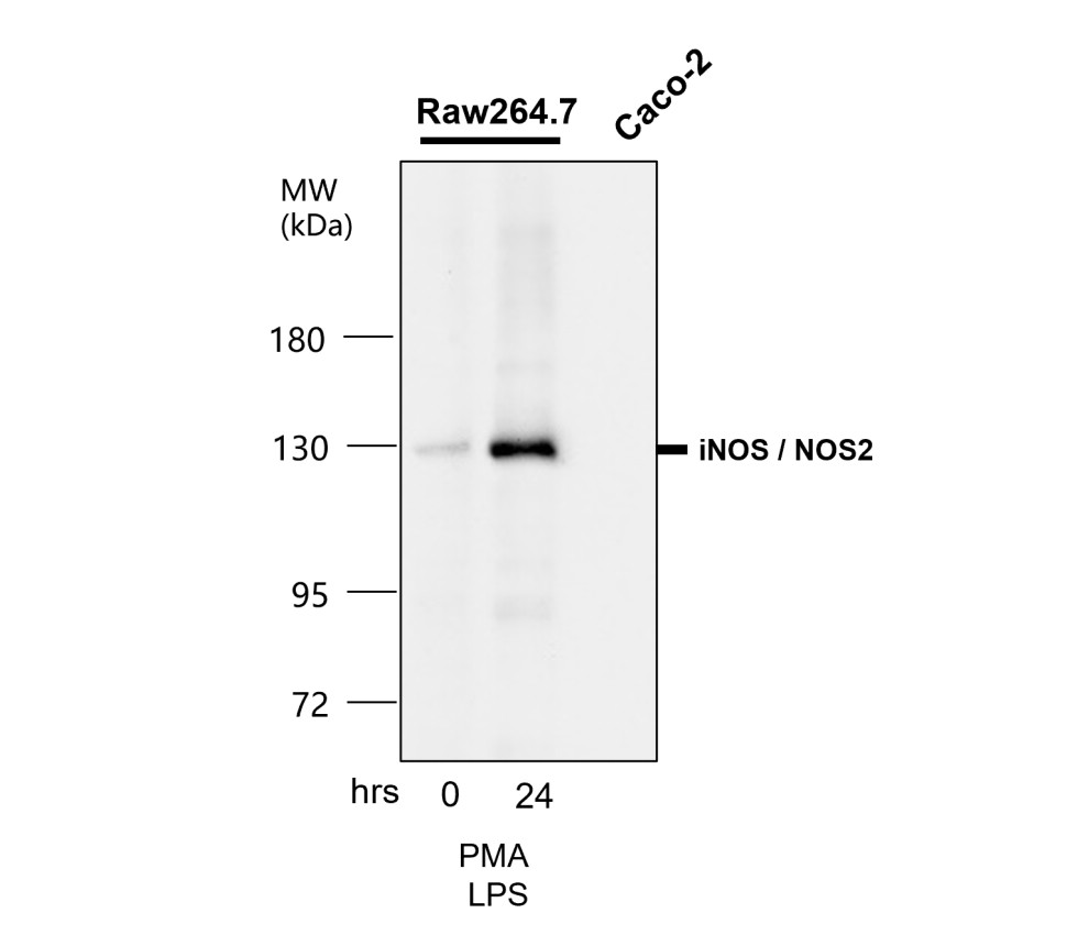 iNOS antibody iNOS antibody