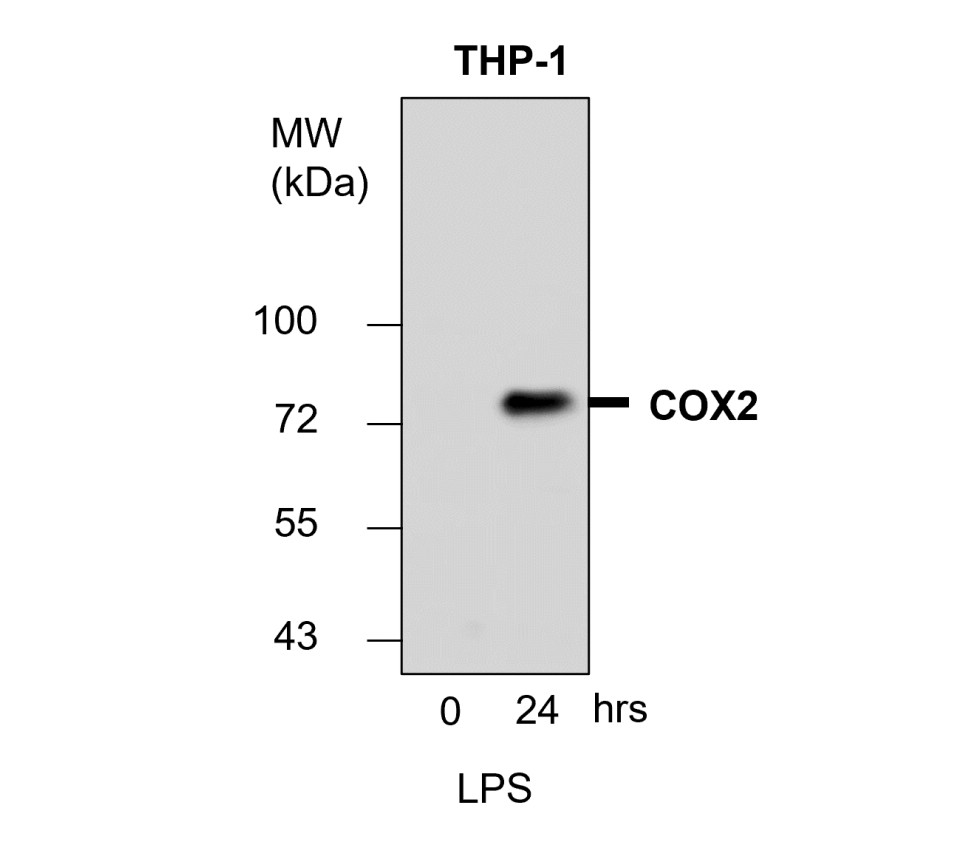 COX2 antibody COX2 antibody
