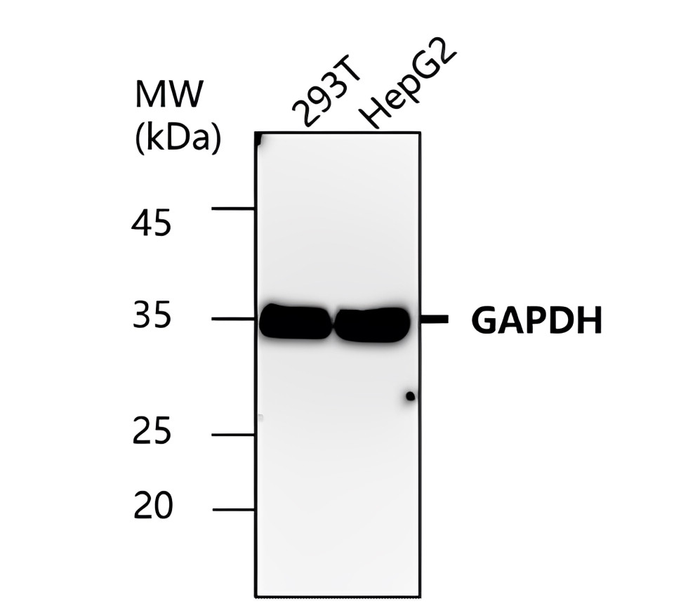 GAPDH antibody GAPDH antibody