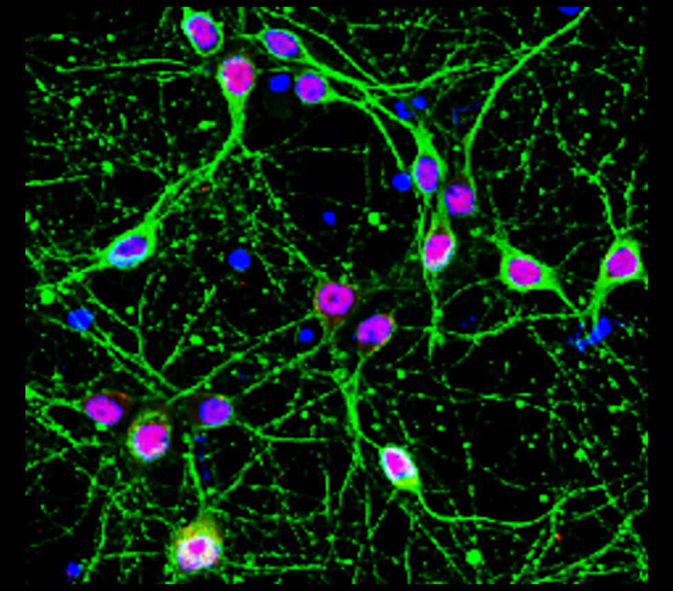 NeuN antibody NeuN antibody