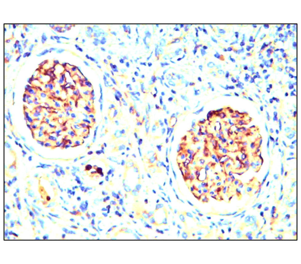 Nestin antibody Nestin antibody