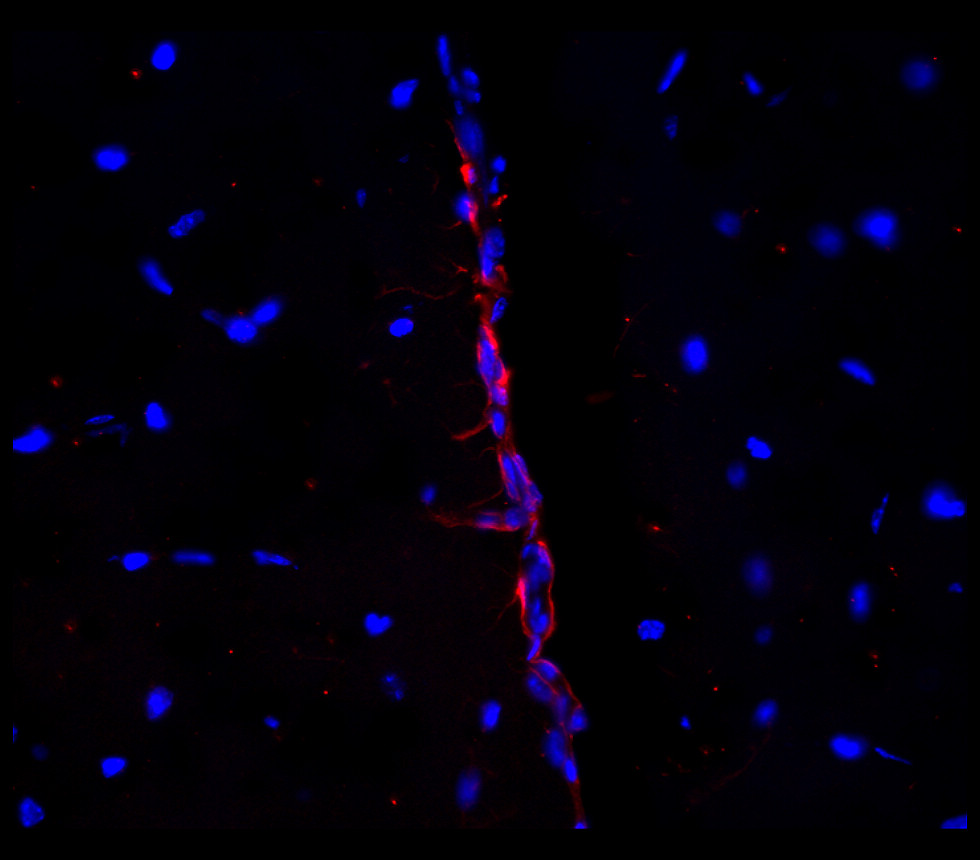SOX2 antibody SOX2 antibody