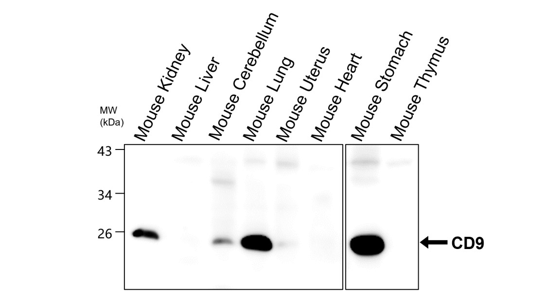 IR300-981 anti-CD9 antibody WB image