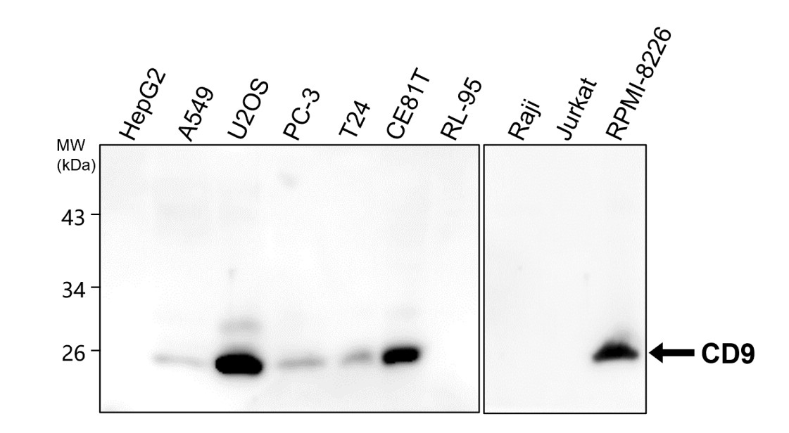 IR300-981 anti-CD9 antibody WB image IR300-981 anti-CD9 antibody WB image