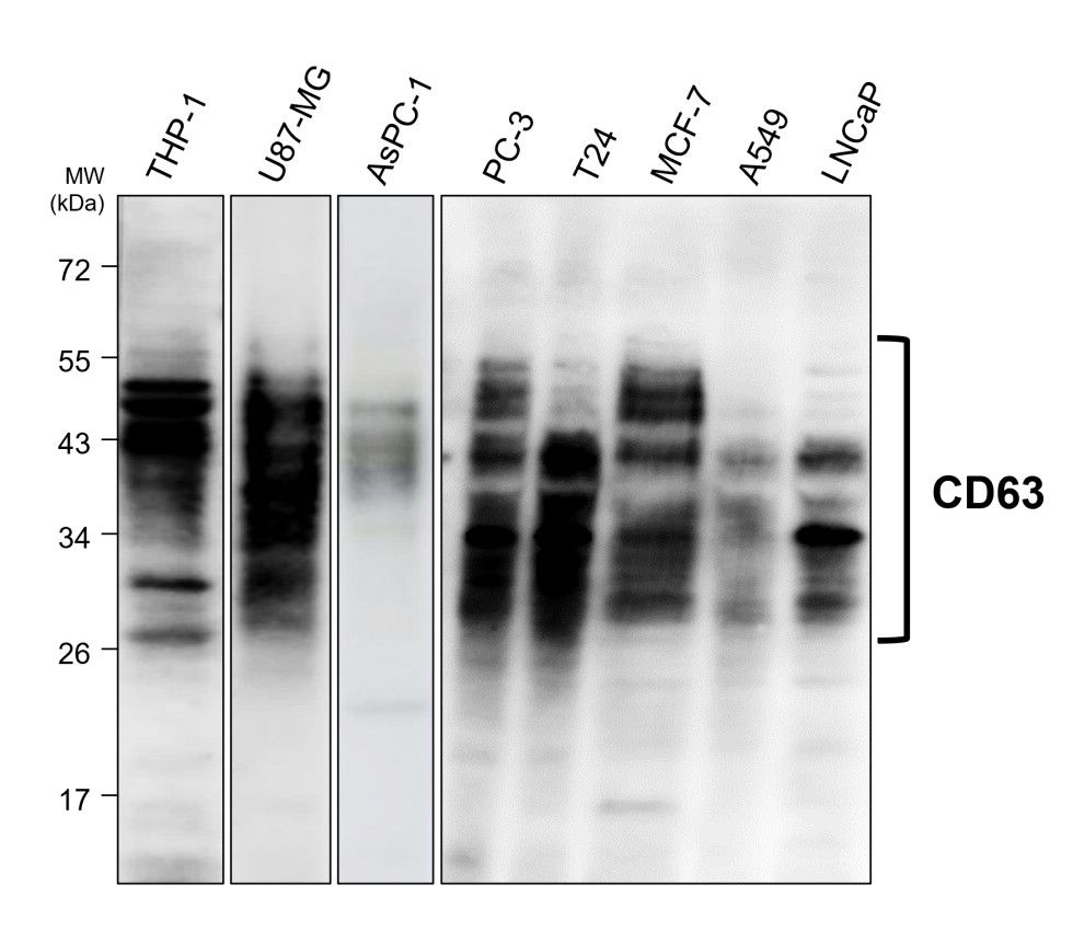 IR301-983 anti-CD63 antibody  WB image