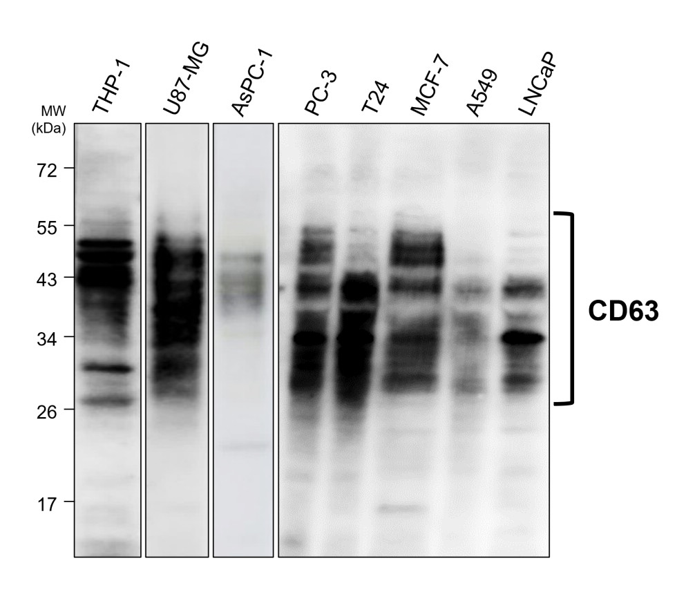 IR301-983 anti-CD63 antibody WB image IR301-983 anti-CD63 antibody WB image