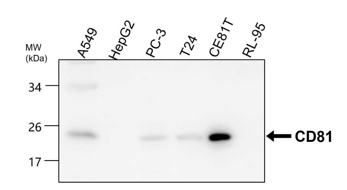IR302-986 anti-CD81 antibody WB image