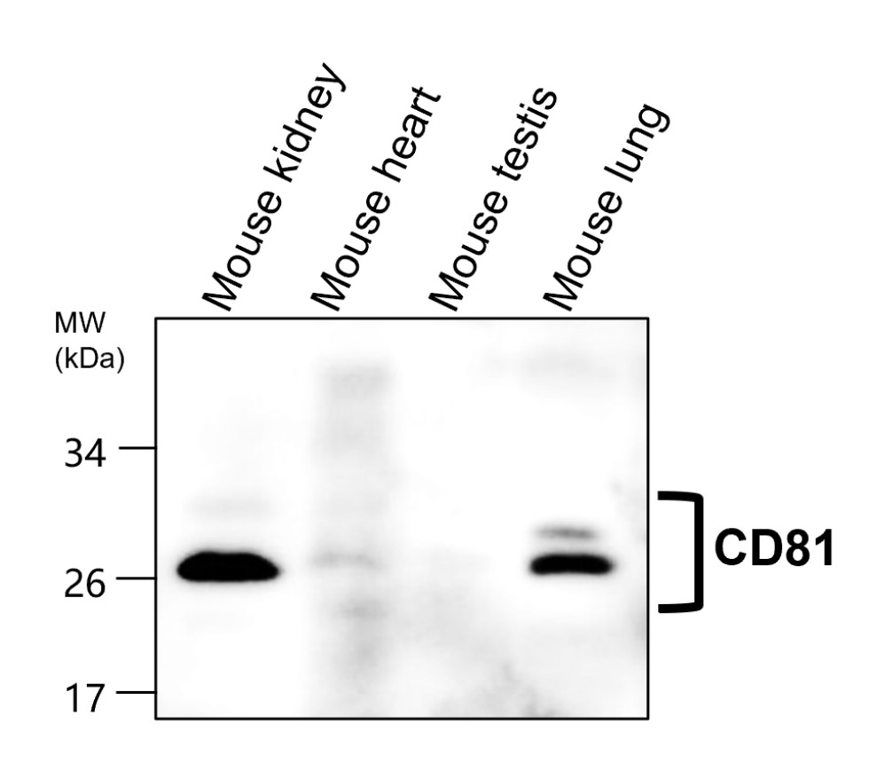 IR302-986 anti-CD81 antibody WB image