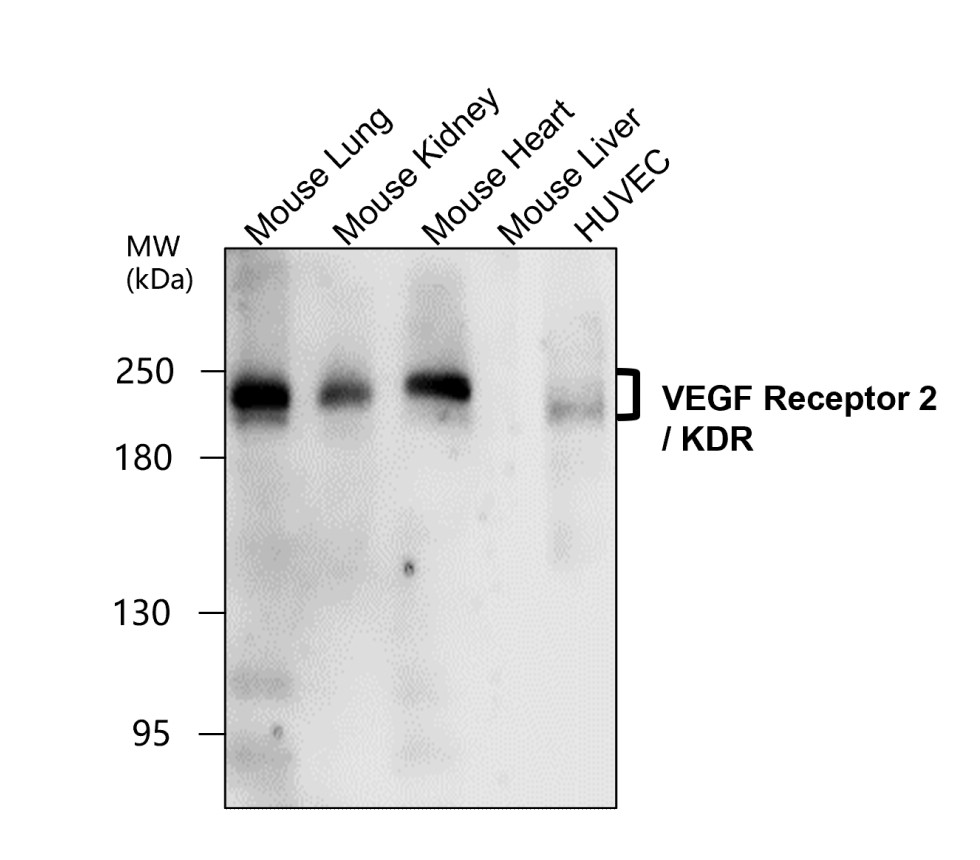 VEGFR2 / KDR antibody VEGFR2 / KDR antibody