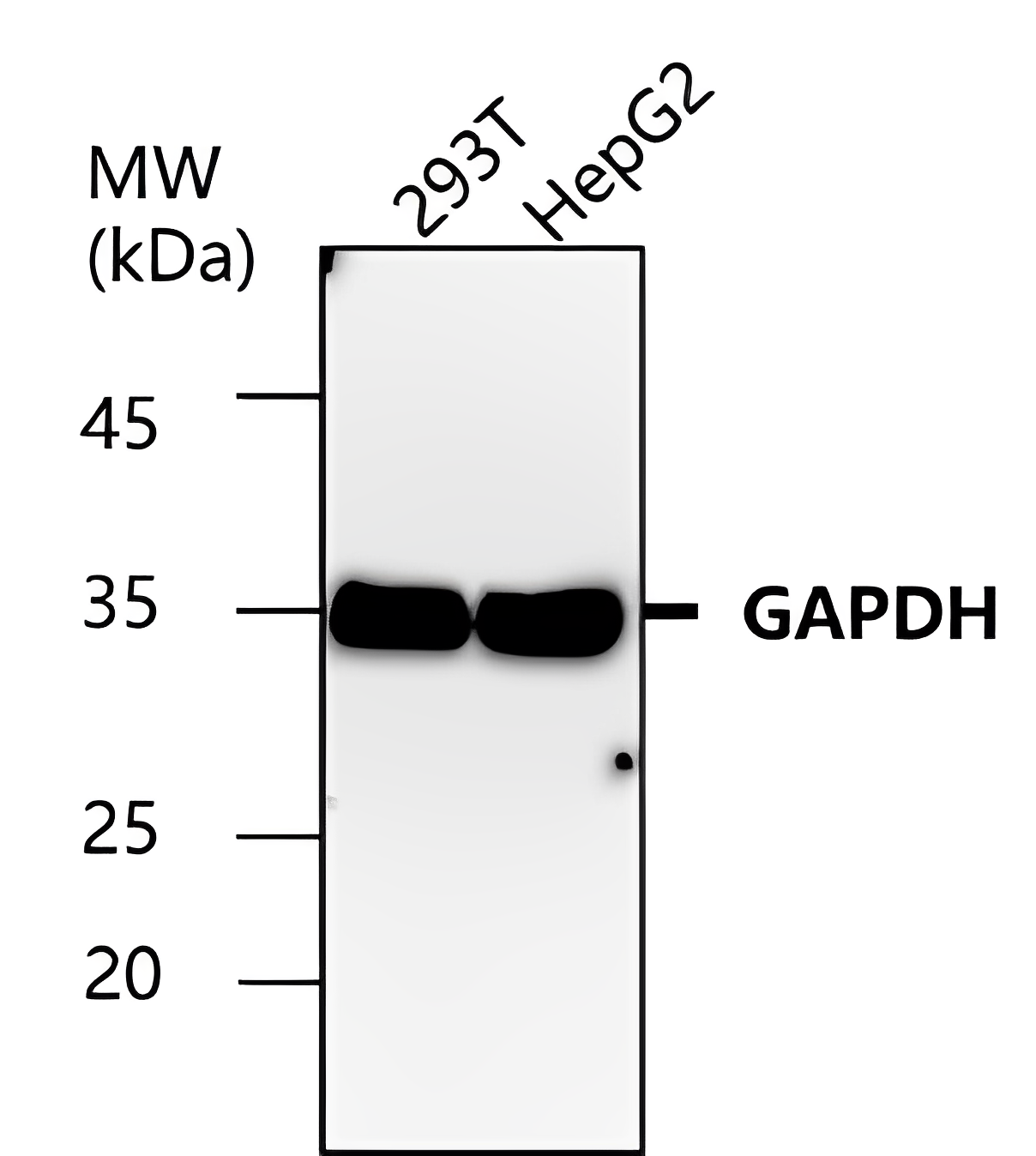 GAPDH antibody