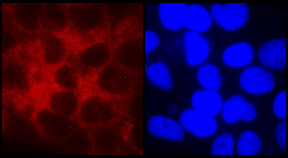 IR344-930 anti-PPARγ antibody ICC/IF image