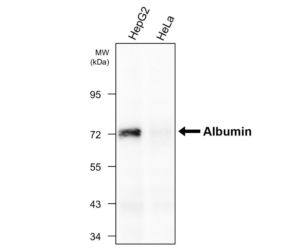 IRM210 Human Serum Albumin antibody [17E2] WB image