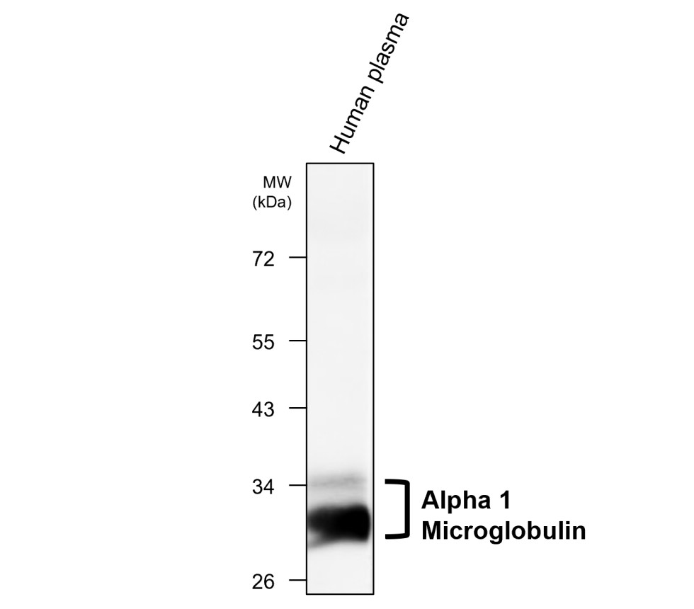 IRM205 Alpha-1-microglobulin antibody [2H5] WB image