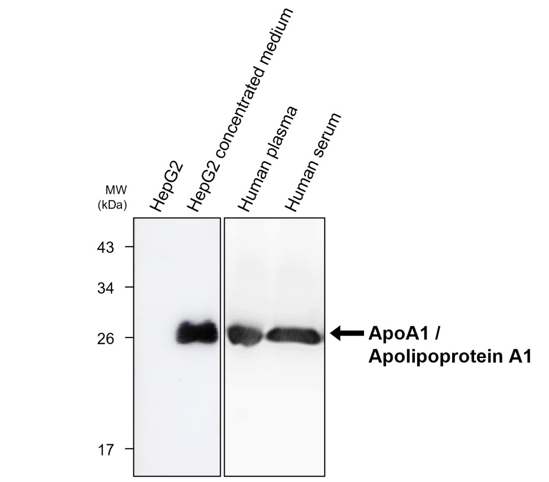 IRM206 ApoA1 / Apolipoprotein A1 antibody [3A10] WB image