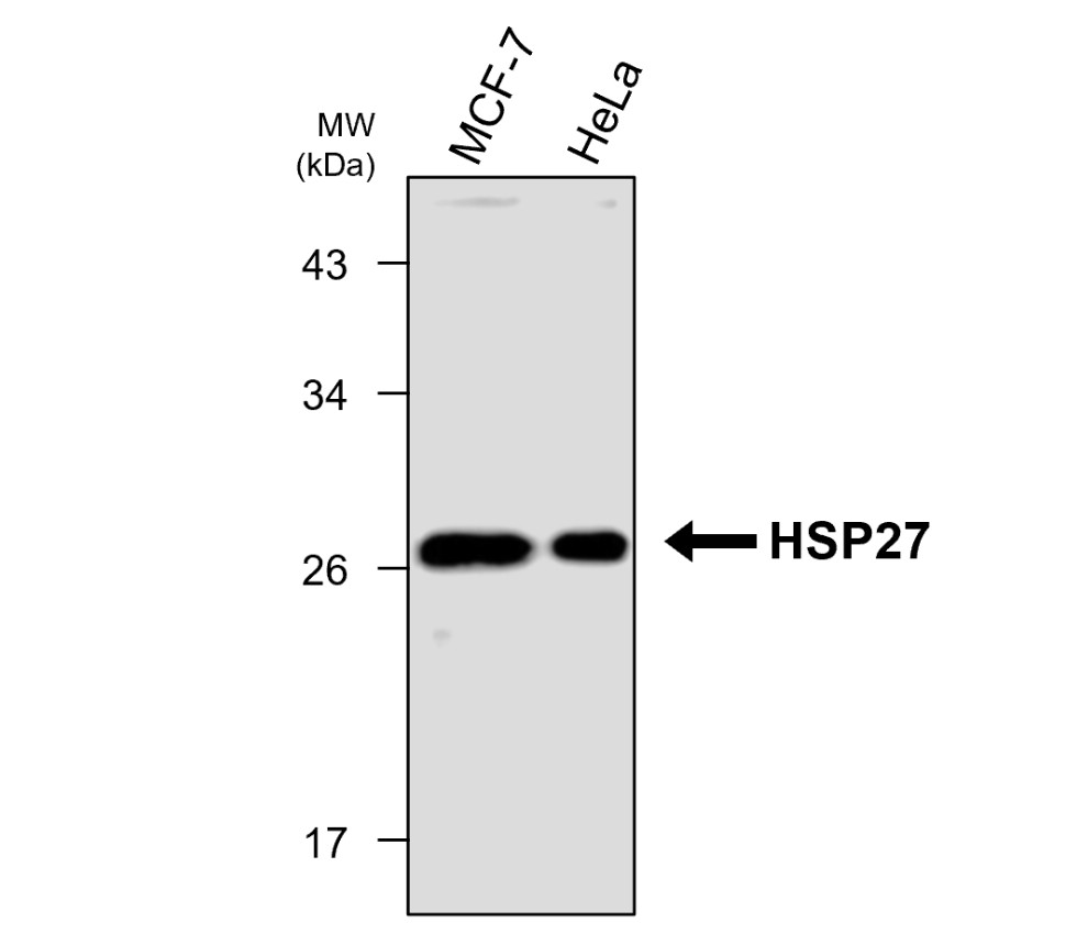 IRM208 HSP27 antibody [6D9] WB image 
