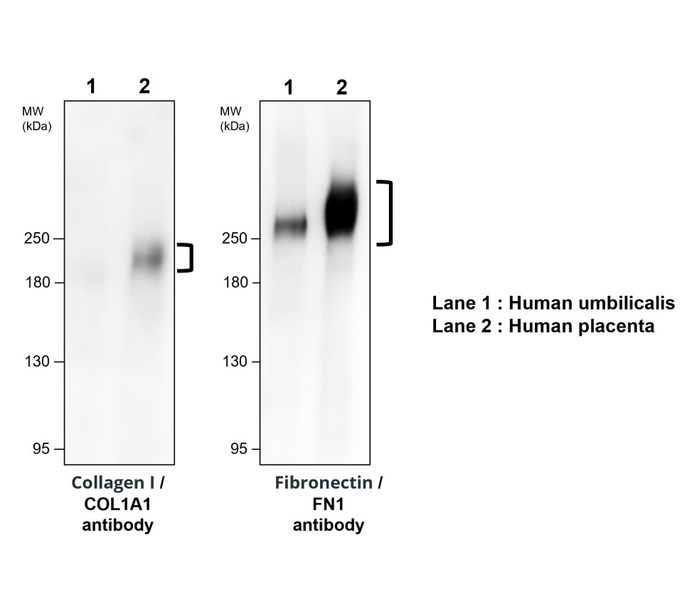 IR48-138 anti-Fibronectin antibody WB image