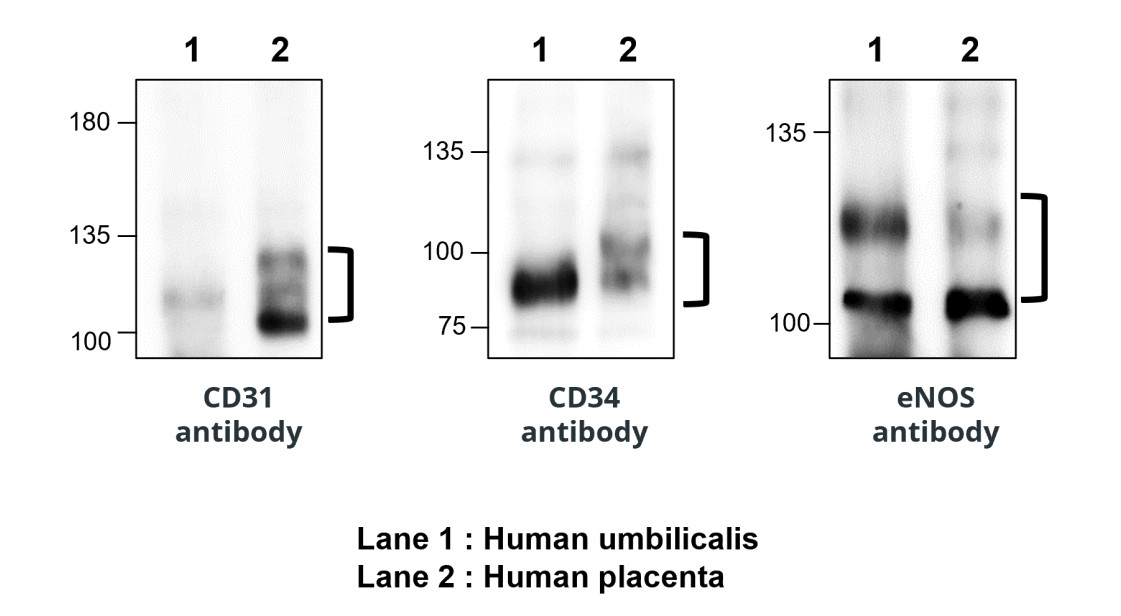 IR76-259 anti-CD34 antibody WB image