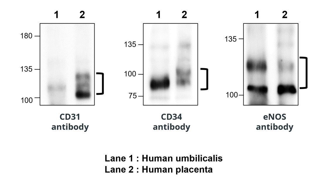 IR76-259 anti-CD34 antibody WB image IR76-259 anti-CD34 antibody WB image