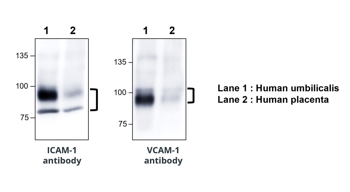 IR78-268 anti-ICAM-1 / CD54 antibody WB image IR78-268 anti-ICAM-1 / CD54 antibody WB image