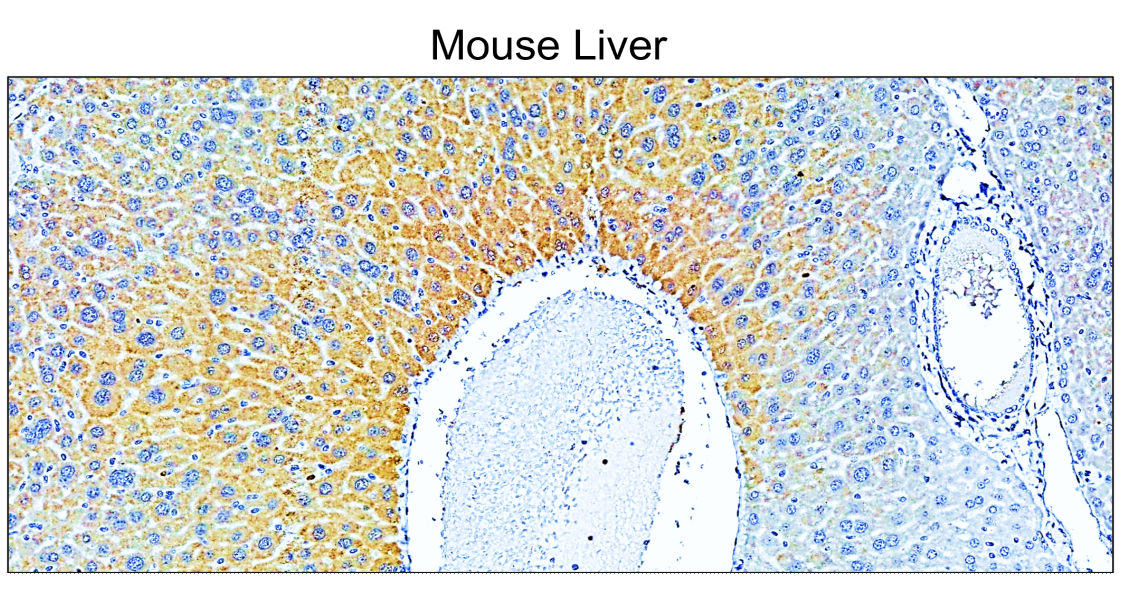 IR292-962 anti-COL1A1 / Collagen I antibody IHC image IR292-962 anti-COL1A1 / Collagen I antibody IHC image