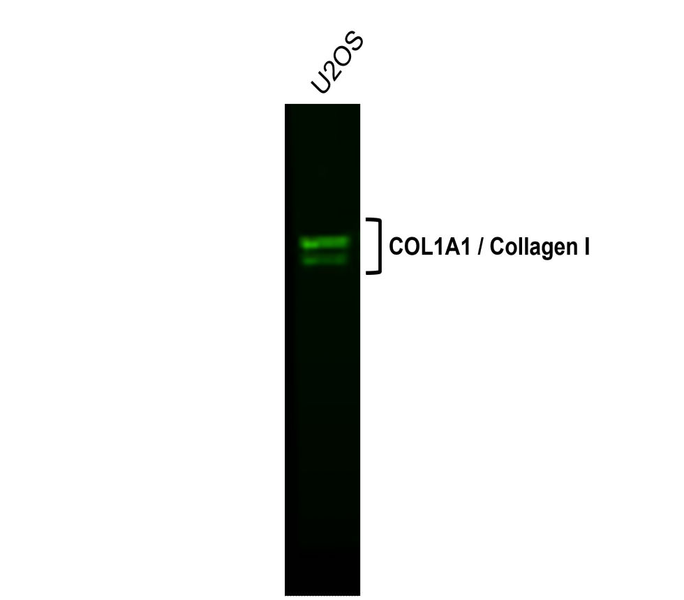 IR292-962 anti-COL1A1 / Collagen I antibody WB image IR292-962 anti-COL1A1 / Collagen I antibody WB image