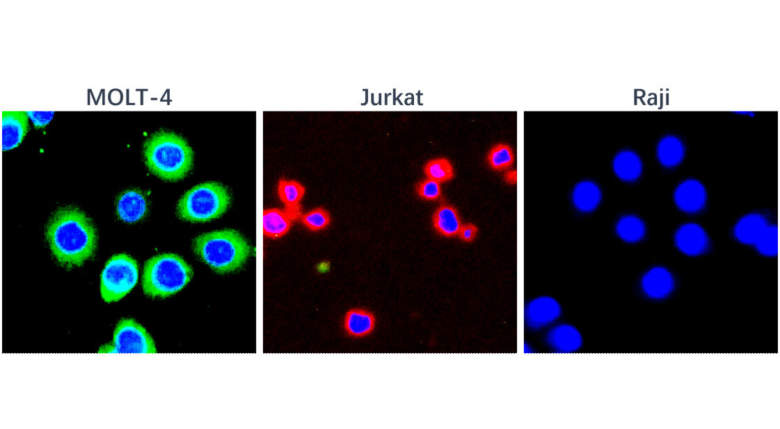 IR252-1 anti-CD3 antibody ICC/IF image IR252-1 anti-CD3 antibody ICC/IF image