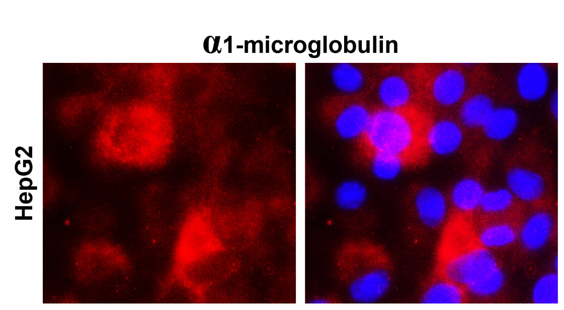 IRM205 Alpha-1-microglobulin antibody [2H5] ICC/IF image
