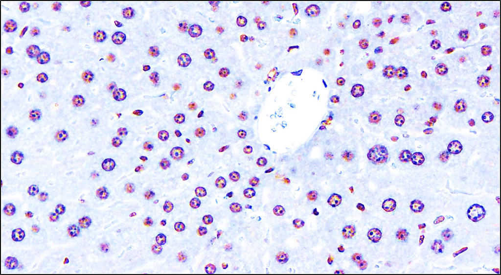 IR136-543 anti-NRF2 antibody IHC image