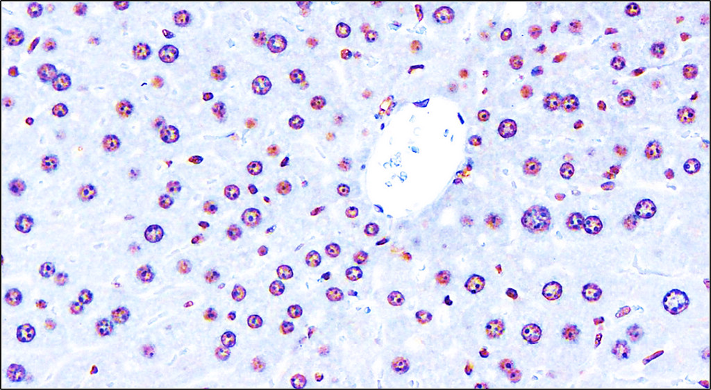 IR136-543 anti-NRF2 antibody IHC image IR136-543 anti-NRF2 antibody IHC image