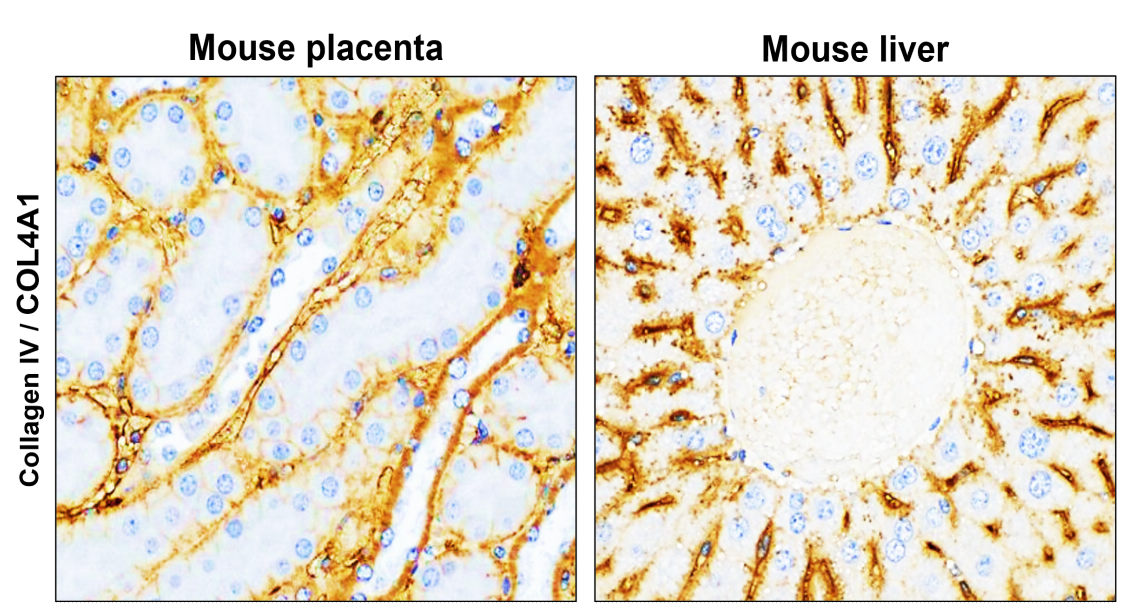 IR298-1 anti-COL4A1 / Collagen IV antibody_mouse tissue IHC image