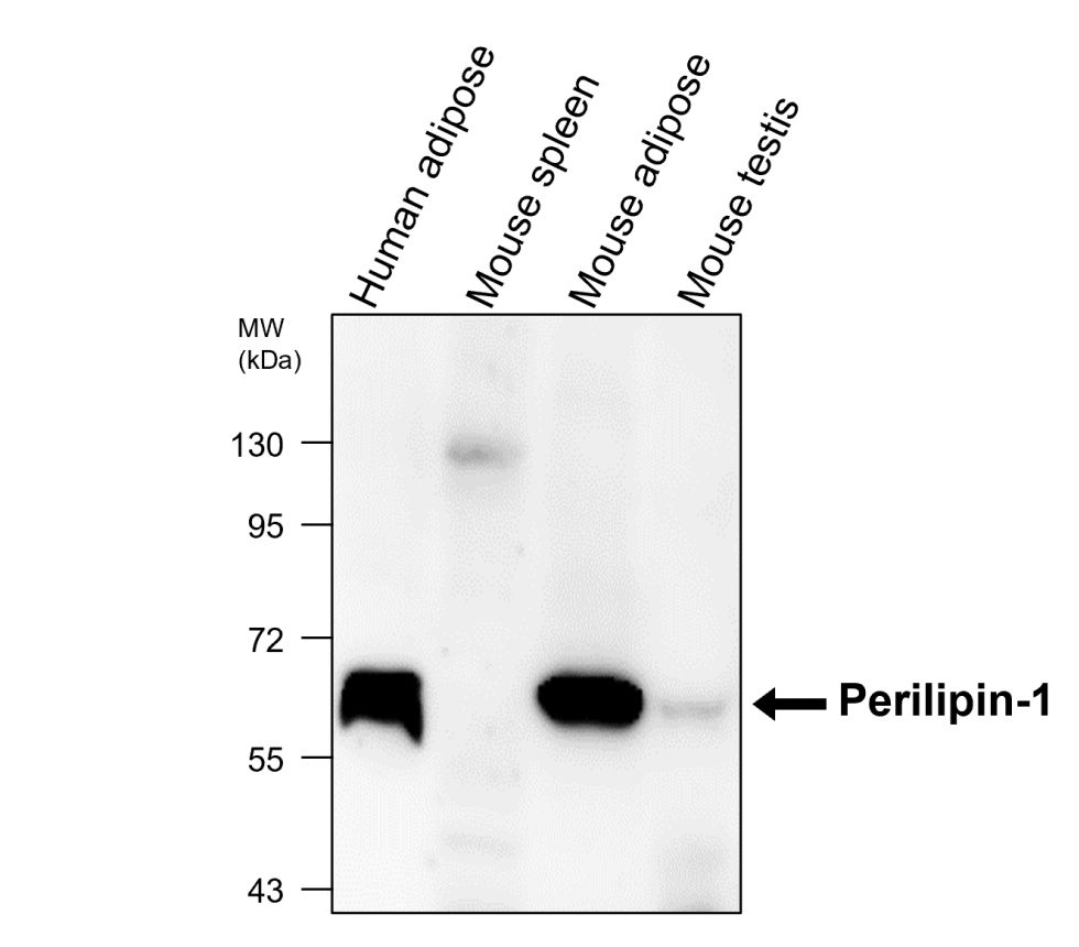IR343-927 anti-Perilipin-1 antibody WB image IR343-927 anti-Perilipin-1 antibody WB image