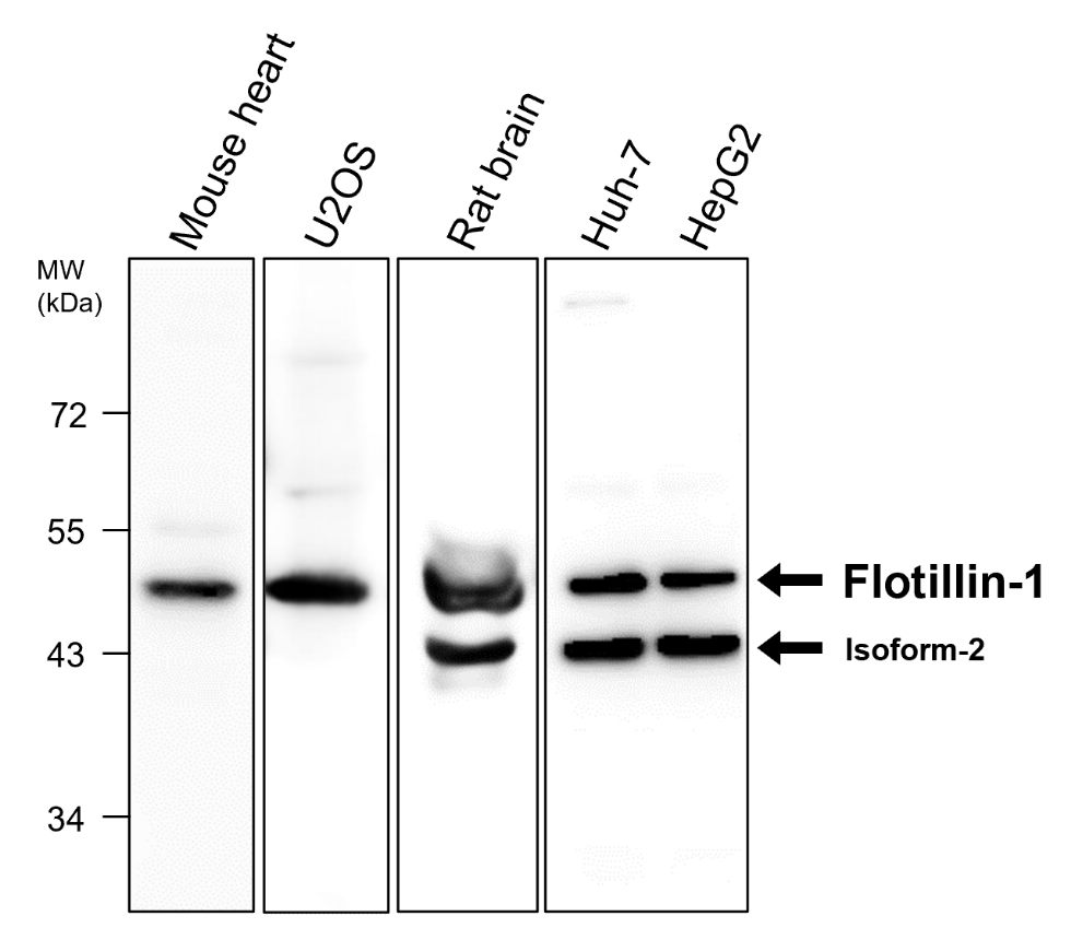 IR304-990 Flotillin-1 antibody WB image IR304-990 Flotillin-1 antibody WB image