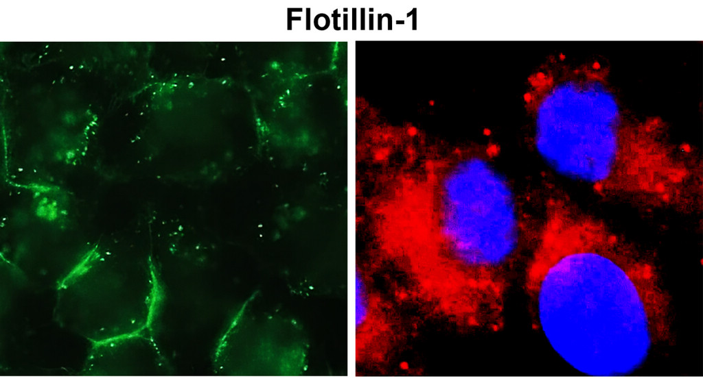 IR304-990 Flotillin-1 antibody ICC/IF image IR304-990 Flotillin-1 antibody ICC/IF image