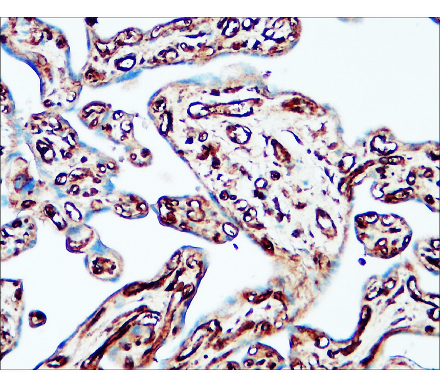 IR304-990 Flotillin-1 antibody_ Human placenta IHC image IR304-990 Flotillin-1 antibody_ Human placenta IHC image
